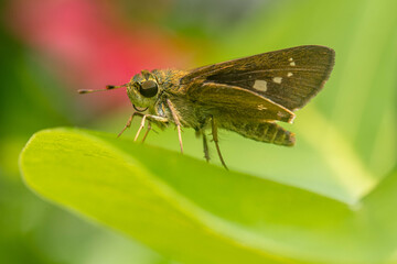 Skippers are a group of butterflies placed in the family Hesperiidae within the order Lepidoptera...