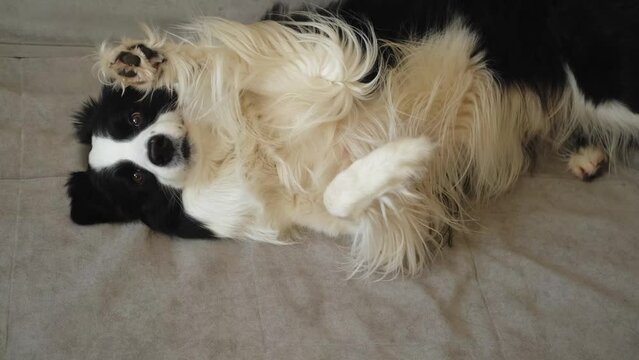 Cute puppy dog border collie lying down playing with funny face on couch at home indoors. Pet dog resting ready to sleep on cozy sofa. Pet care and animals concept. Funny emotional dog