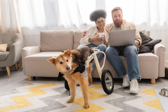 Disabled dog in wheelchair near blurred multiethnic couple using laptop at home.