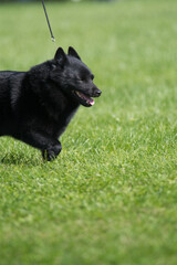 Small dog, Schipperke walking on a field of grass