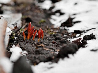 The first shoots of tulips growing through the last spring snow on thawed patches. Early spring.
