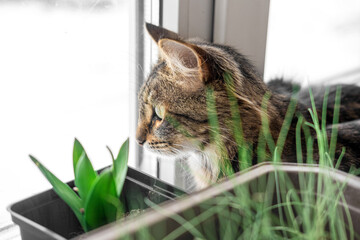 Two cats look out through window at the birds. Domestic cats want to catching bird, attack, scrape...