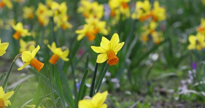 Field of yellow daffodils - narcissus flowers (narcissus pseudonarcissus) waving on the wind in a park. Blooming daffodils in spring. 4k video