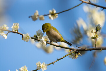 梅の蜜を吸うメジロ