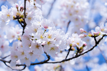 春、桜、卒業、入学、進学、おめでとう
