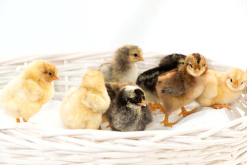 Newly hatched French Faverolles chicks isolated on white background - selective focus, copy space