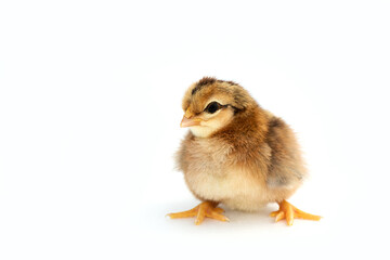 Newly hatched French Faverolles chicks isolated on white background - selective focus, copy space