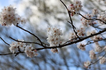 桜咲く