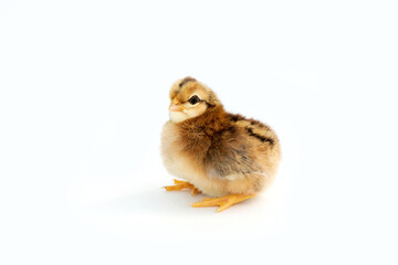 Newly hatched French Faverolles chicks isolated on white background - selective focus, copy space