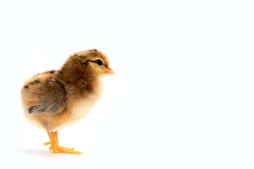 Newly hatched French Faverolles chicks isolated on white background - selective focus, copy space