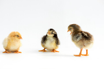 Newly hatched French Faverolles chicks isolated on white background - selective focus, copy space