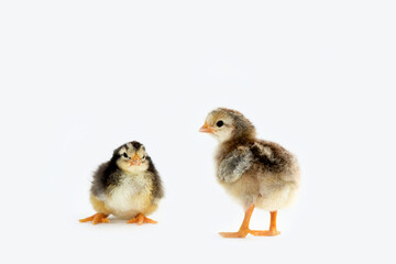 Newly hatched French Faverolles chicks isolated on white background - selective focus, copy space