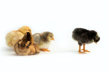 Newly hatched French Faverolles chicks isolated on white background - selective focus, copy space