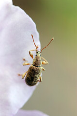 Very small weevil with a body length of about 4 to 5 mm (Lepidepistomodes griseoides), hanging on the plae violet Rhododendron flower petal. Close up nature macro photograh.