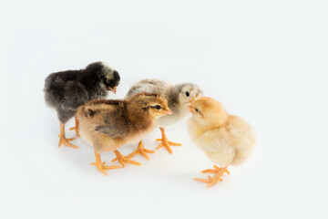 Newly hatched French Faverolles chicks isolated on white background - selective focus, copy space