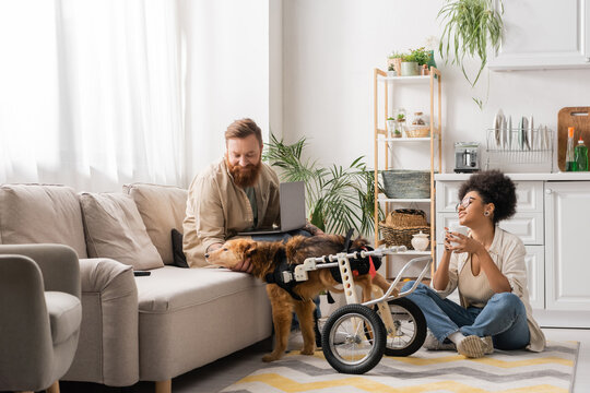 Smiling multiethnic couple with laptop and coffee talking near disabled dog at home. - Powered by Adobe
