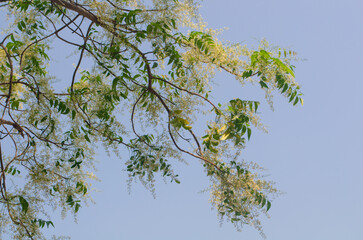 Flowering branches of a tree against the background of a blue sky