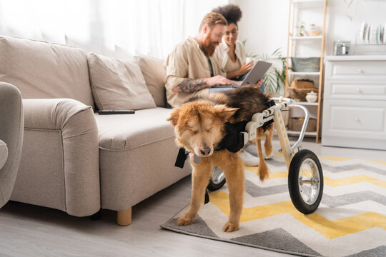 Disabled dog on wheelchair standing near blurred interracial couple using laptop at home.