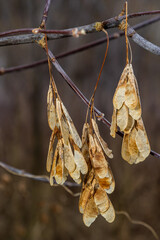 Dry maple seeds hanging on a branch in the autumn season