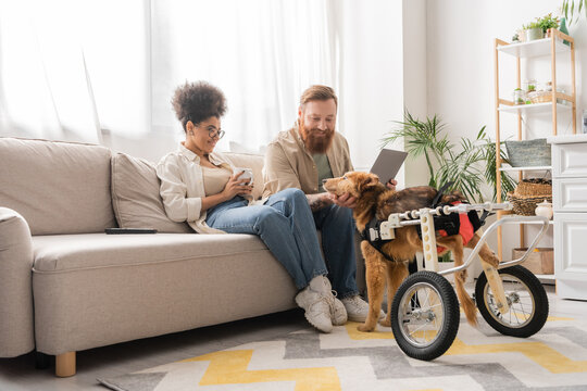 Smiling multiethnic couple with coffee and laptop looking at disabled dog in wheelchair at home. - Powered by Adobe