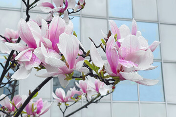 Urban Spring. Beautiful natural Magnolia flowers on city office building background