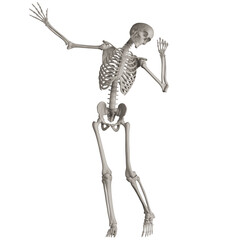 skeleton posing 3d render illustration with transparent background