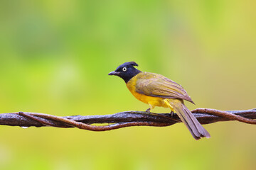 Beautiful Black-crested bulbul perched on a branch in tropical forest.