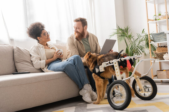 Positive multiethnic couple with coffee and laptop talking near disabled dog at home.