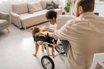 African american woman petting disabled dog near blurred boyfriend at home.