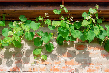 Fototapeta na wymiar Grape young vine under the roof of a house with a brick wall. Formation of grape arbors and landscape design