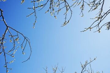 Pink Plum Blossom on blue sky background , Landscape of Early Spring, in Tsukigase, Nara, Japan - 日本 奈良県 月ヶ瀬 梅林 ピンク 梅の花