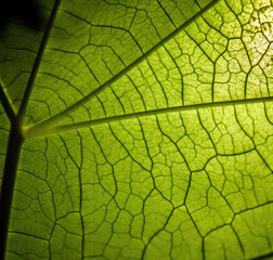 Vibrant, fresh green leaves texture. Macro close up. Gen AI