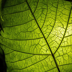 Naklejka na ściany i meble Vibrant, fresh green leaves texture. Macro close up. Gen AI