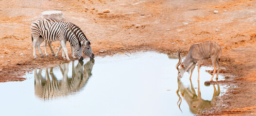 Two zebras drinking water at a lake - Kudu Antelopes Drinking Water - Etosha National Park, Namibia