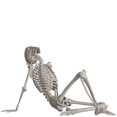 skeleton posing 3d render illustration with transparent background