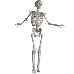 skeleton posing 3d render illustration with transparent background
