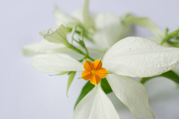 Fototapeta na wymiar the beauty of beautiful white nusa flowers