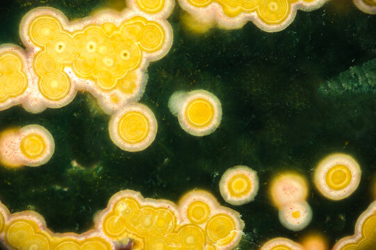 Orbicular jasper (known as ocean jasper) macro detail texture background. close-up polished semi-precious gemstone.