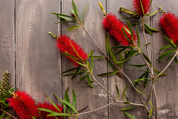 bottlebrush flowers against a grey timber background