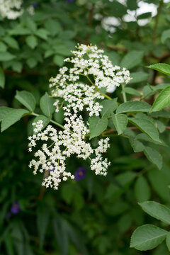 elder flower in bloom