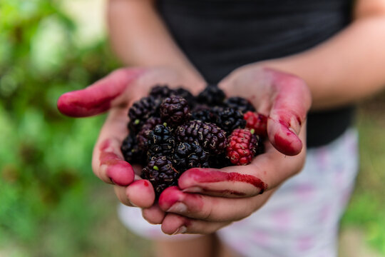 stained hands holding mulberries