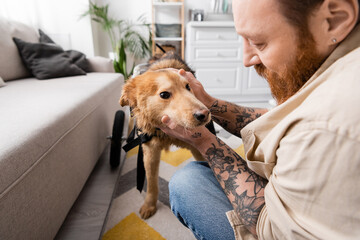 Bearded man with tattoo petting disabled dog on wheelchair near couch at home.