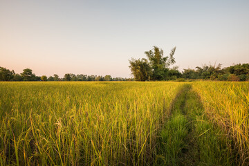 Fresh rice paddy in field