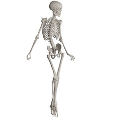 skeleton posing 3d render illustration with transparent background