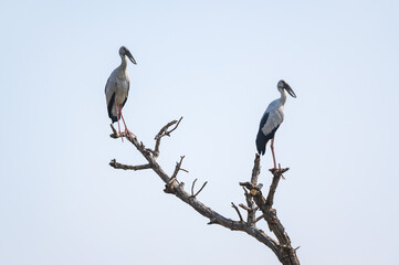 Openbill stork bird