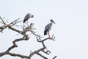 Openbill stork bird