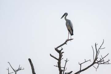 Openbill stork bird