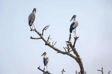 Openbill stork bird