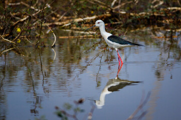 Black-winged Stilt, Himantopus himantopus.