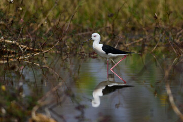 Black-winged Stilt, Himantopus himantopus.